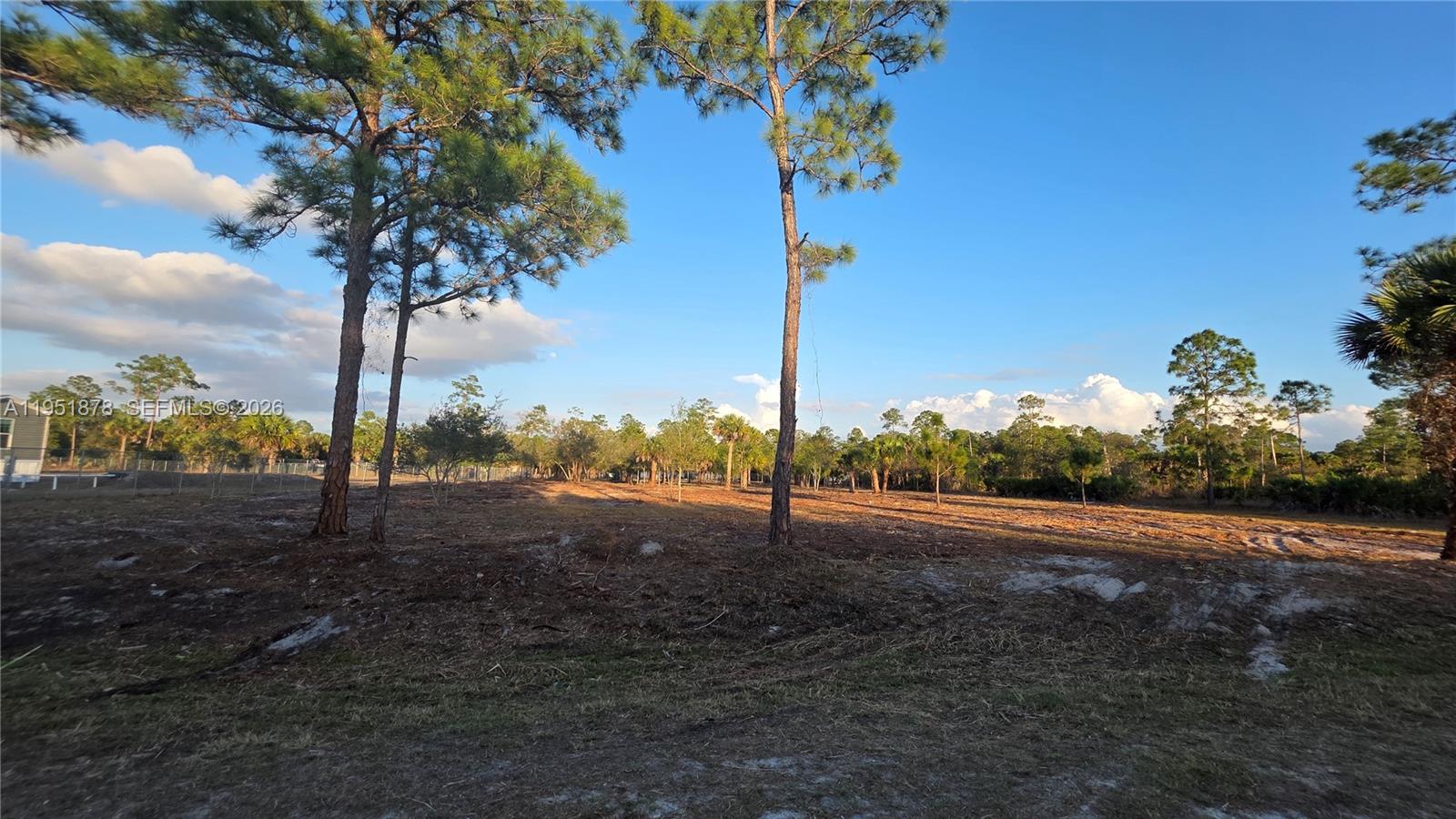 A large, cleared, sandy lot features scattered pine trees under a clear blue sky — 545 S Datil ST, Clewiston FL 33440, CLEWISTON, FL