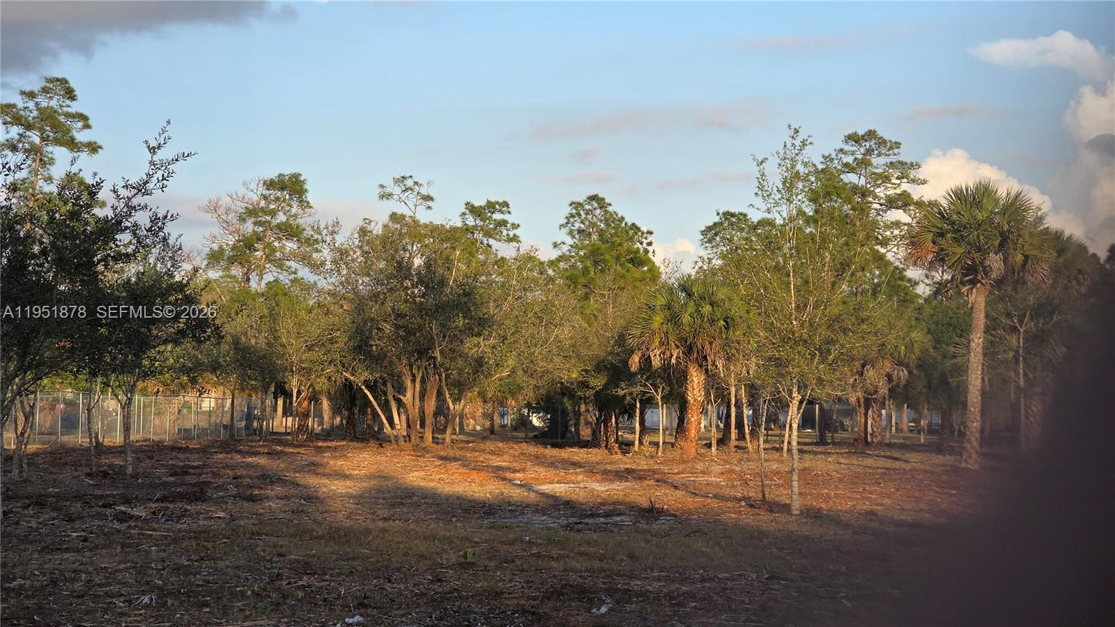 A vacant, wooded lot features scattered trees and a chain-link fence in the background — 545 S Datil ST, Clewiston FL 33440, CLEWISTON, FL