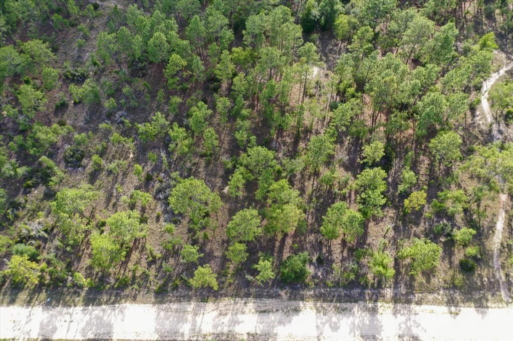 An aerial view shows a wooded lot with scattered pine trees bordering a dirt road — 0000 NE 132 TERRACE LOT 2 TERRACE, WILLISTON, FL