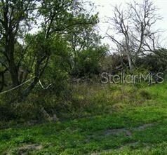 A view of a grassy, overgrown lot with several trees and scattered brush — 5224 CLARENCE GORDON JUNIOR ROAD, PLANT CITY, FL
