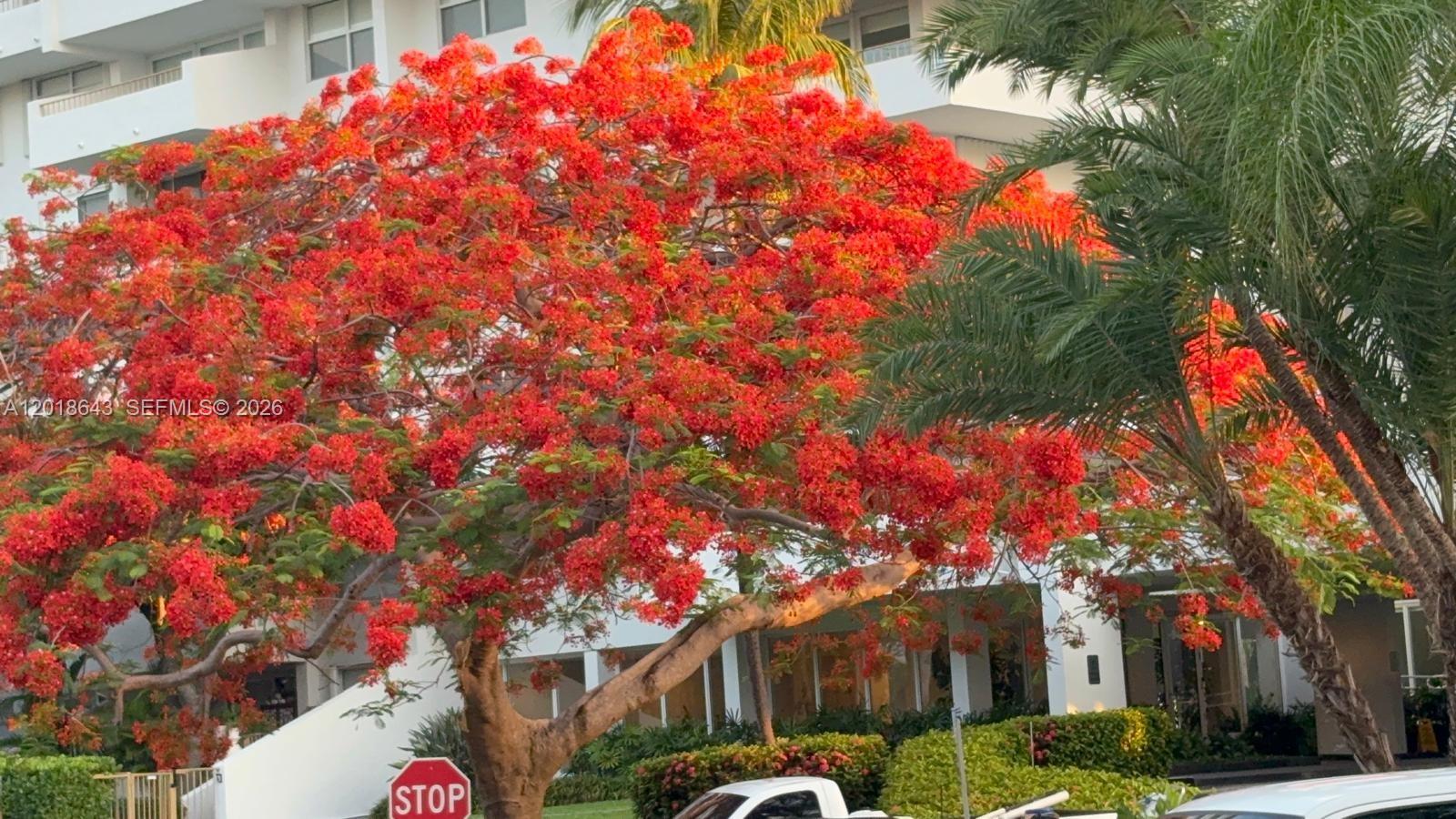 A large, vibrant red-flowering tree stands in front of a multi-story white building — 199 Ocean Lane Dr # 113, Key Biscayne FL 33149, KEY BISCAYNE, FL