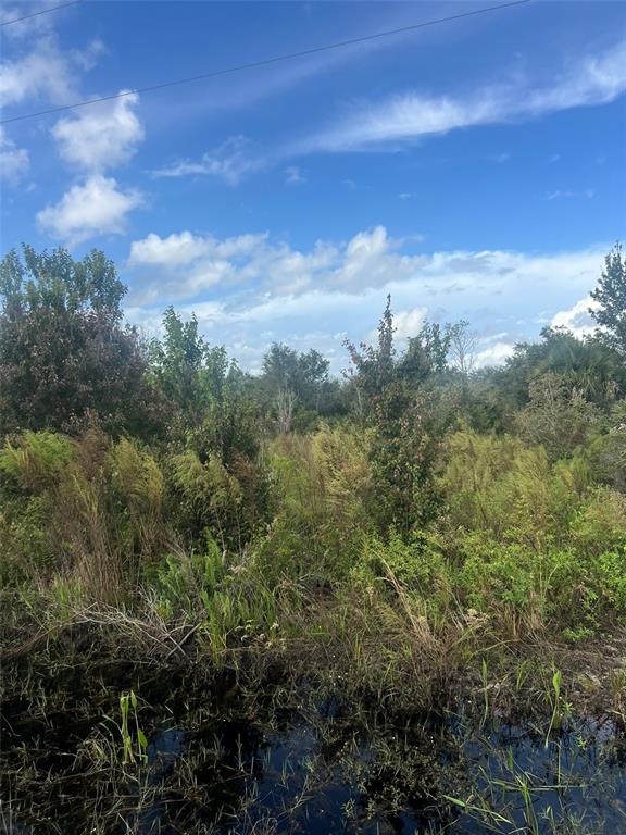 A view of a swampy, overgrown lot with trees and vegetation under a blue sky — 19089 NW 282ND STREET, OKEECHOBEE, FL