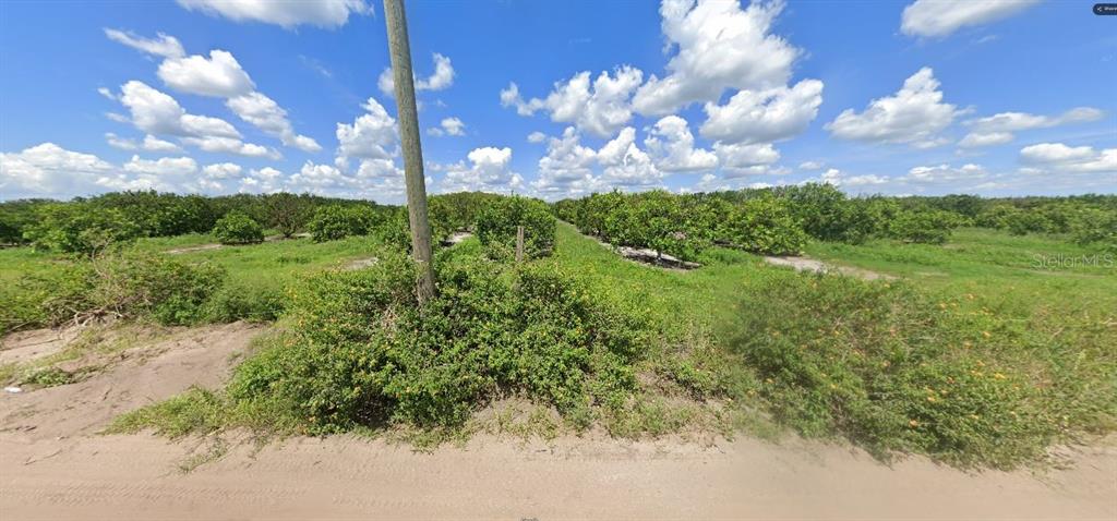 A dirt road leads to a grove of citrus trees under a bright blue sky — HOLOPAW GROVES ROAD, ST CLOUD, FL