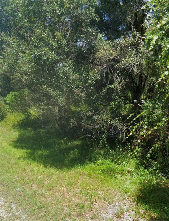 A view of a grassy area leading to a dense thicket of trees and foliage — BANGAR LANE, NORTH PORT, FL
