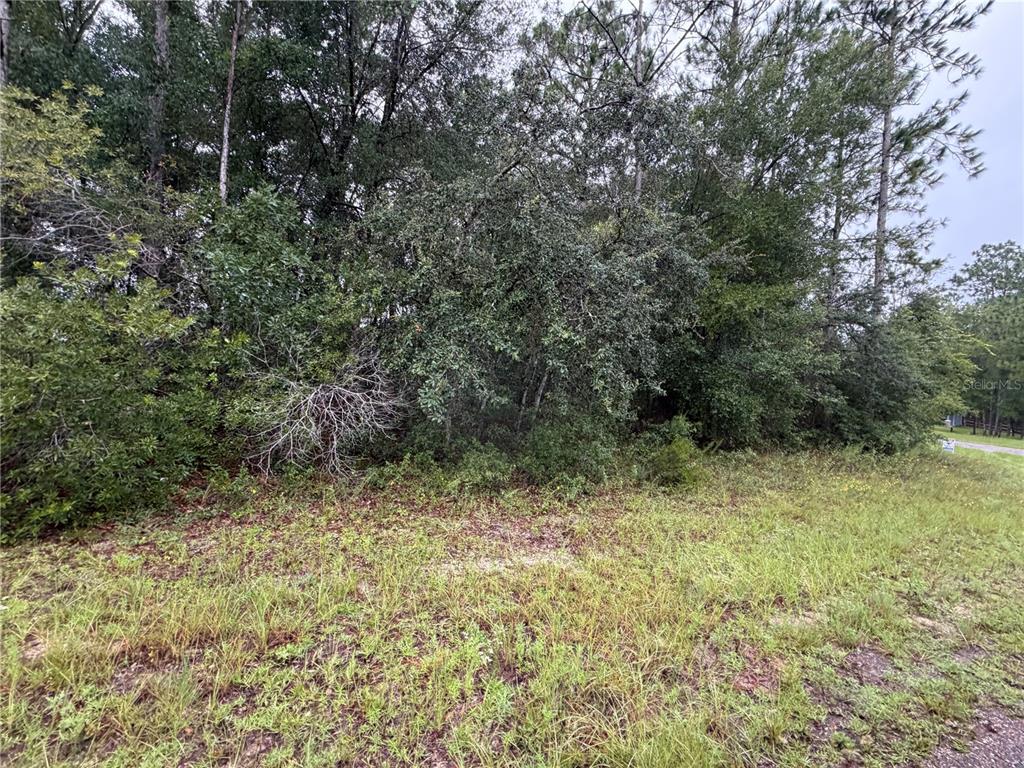 A grassy, undeveloped lot features a dense thicket of trees and shrubs — 482 W CABOT LANE, CITRUS SPRINGS, FL