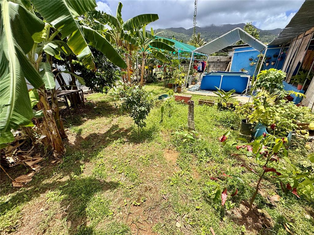 A backyard features a blue above-ground pool, potted plants, and banana trees near mountains — Carretera #970 BO. MAIZALES, NAGUABO, PR