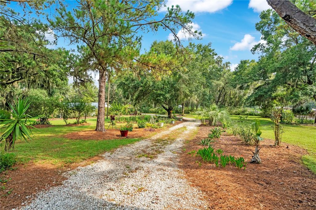 A gravel driveway winds through a lush, tree-filled yard with pine straw landscaping and greenery — 41832 CARRIE LANE, ALTOONA, FL
