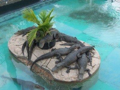 Several alligators rest on a stone island in the middle of a swimming pool — 4708 W IRLO BRONSON MEMORIAL HIGHWAY, KISSIMMEE, FL