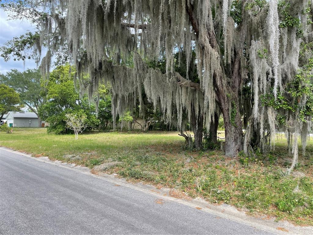 A vacant, grassy lot features a large tree draped in Spanish moss beside a paved road — CLARA AVENUE, TAVARES, FL