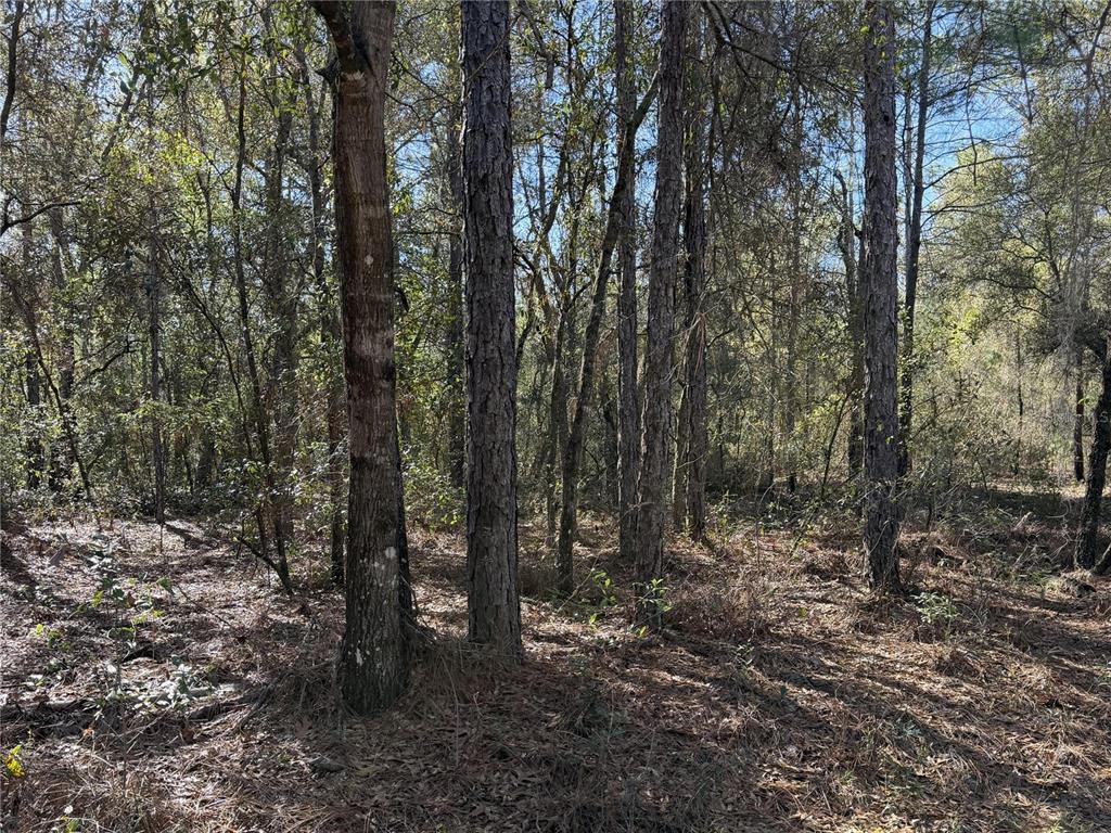 SE 7TH AVENUE, INTERLACHEN, FL — photo 3 of 3