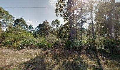 A wooded, undeveloped lot with tall pine trees and dense undergrowth under a bright sky — 1118 COVE STREET E, LEHIGH ACRES, FL