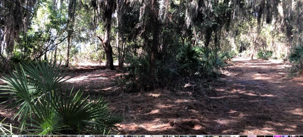 A wooded lot with palmetto plants, pine needles, and trees draped in Spanish moss — LAKE REEDY BOULEVARD N, FROSTPROOF, FL
