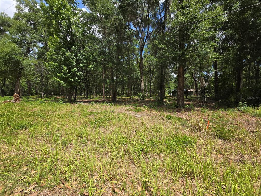 A grassy, undeveloped lot is surrounded by a dense forest of tall, mature trees — 0 SW 15TH PLACE, OCALA, FL