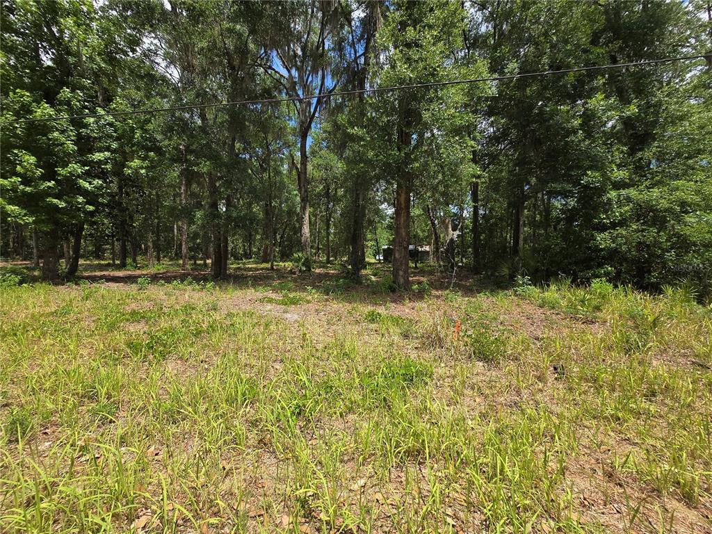 A grassy, partially cleared lot is surrounded by a dense forest of tall trees — 0 SW 15TH PLACE, OCALA, FL