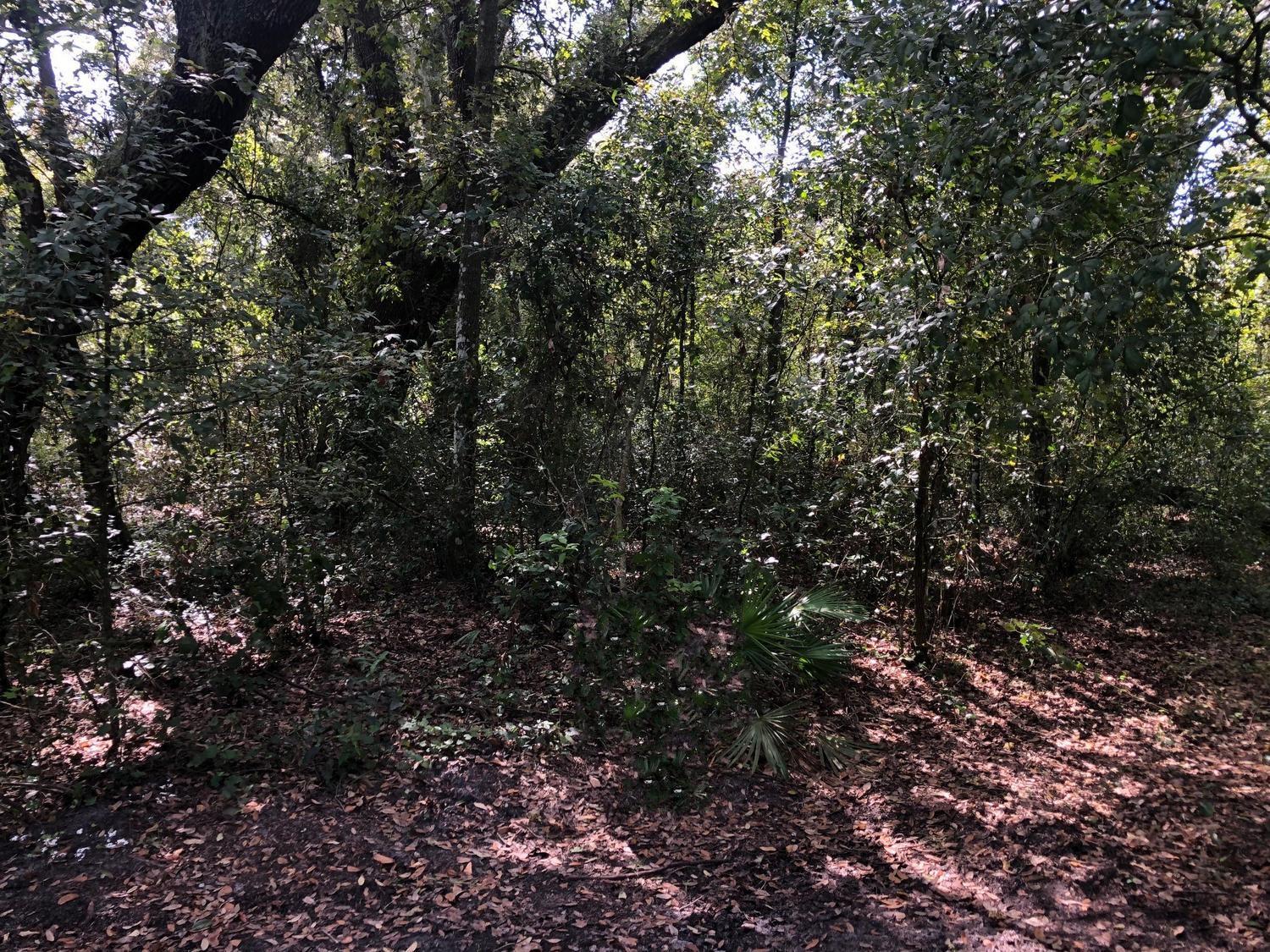 A wooded area with dense trees, foliage, and a ground covered in fallen leaves — 0 Co Rd 54, FL 33849, FL