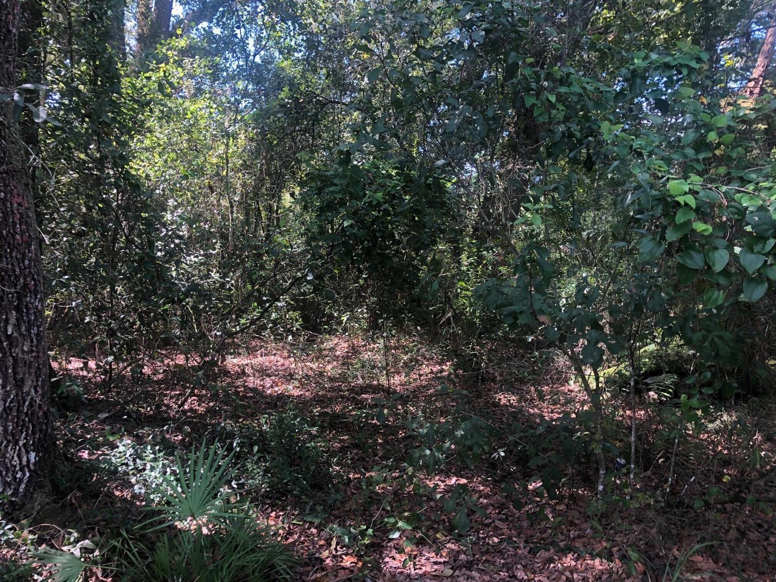 A wooded area with dense green foliage, trees, and a ground covered in fallen leaves — 0 Co Rd 54, FL 33849, FL