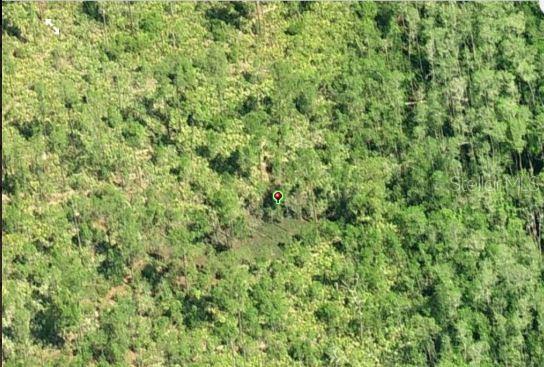 An aerial view shows a dense, wooded lot marked by a red location pin — DILL ROAD, ORLANDO, FL