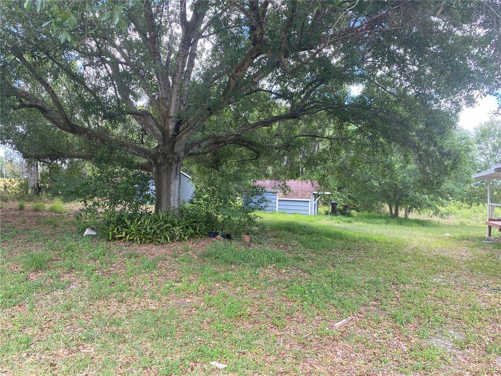 A large tree stands in a grassy yard near a small blue shed — 431 S MIAMI STREET, LAKE WALES, FL