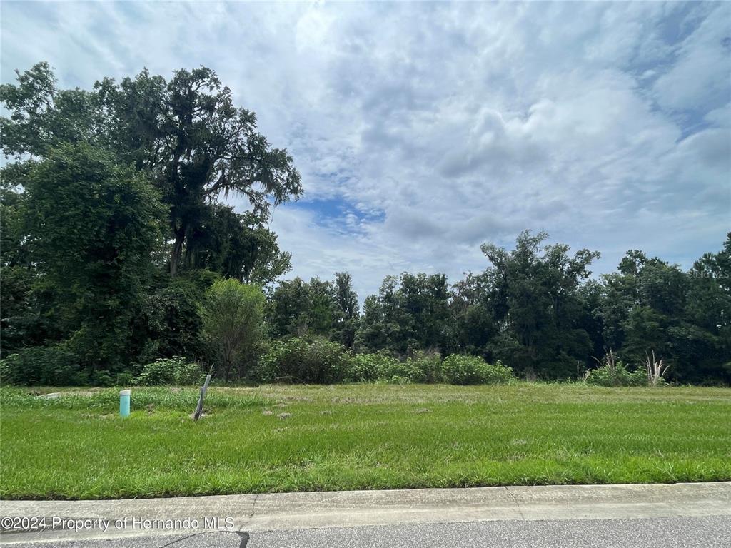 A grassy, vacant lot is bordered by a dense line of mature trees and vegetation — 5995 CREEK RIDGE ROAD, BROOKSVILLE, FL