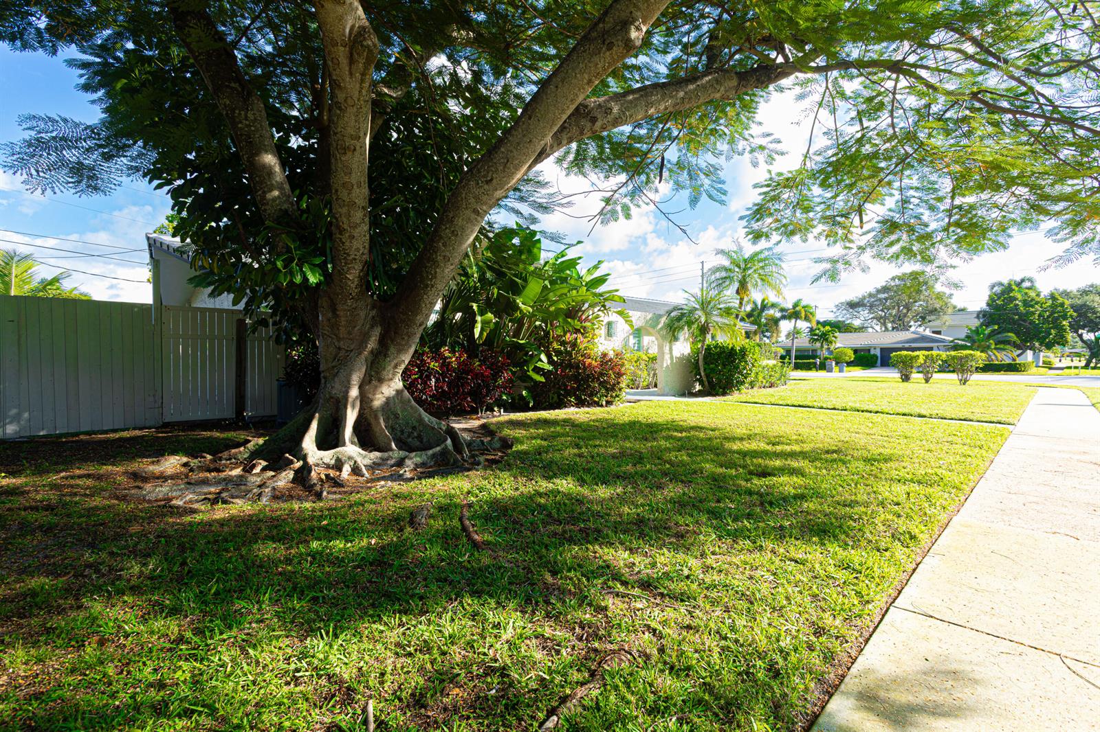 A large tree with exposed roots stands in a grassy yard next to a sidewalk — 2013 Ardley Road, North Palm Beach FL 33408, NORTH PALM BEACH, FL