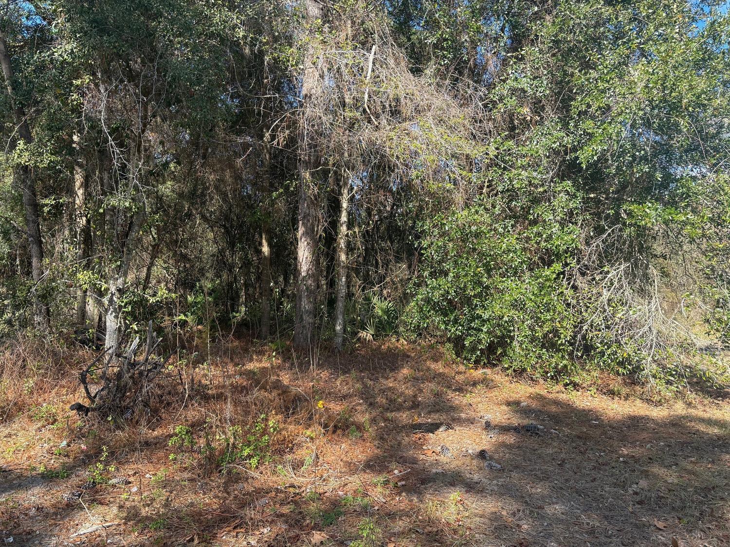 A wooded lot with dense trees, underbrush, and a layer of pine needles on the ground — 7178 W Wildfire Lane, FL 34448, FL