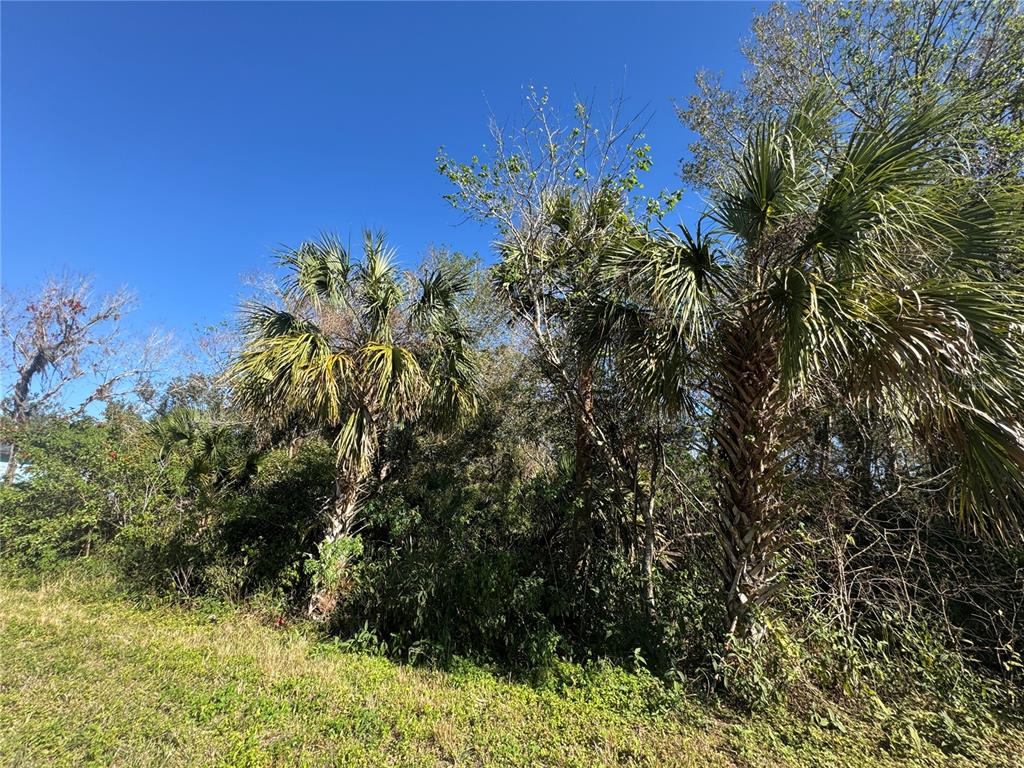 A view of a wooded lot featuring several palm trees under a clear blue sky — 194 RAY STREET, PORT CHARLOTTE, FL