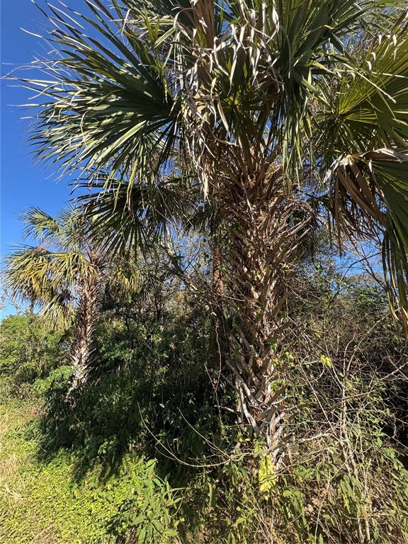 Two tall palm trees stand in a wooded area under a clear blue sky — 194 RAY STREET, PORT CHARLOTTE, FL