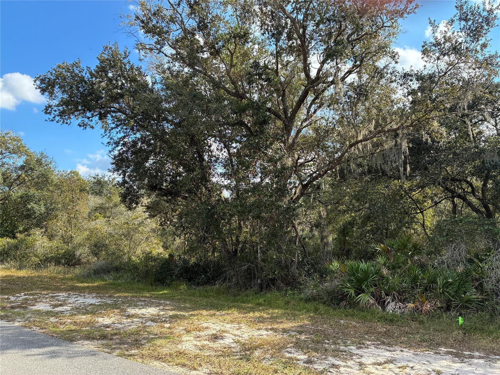 A large, mature oak tree stands over a sandy, grassy lot next to a road — 2521 Plumosa Drive, FL 33855, FL