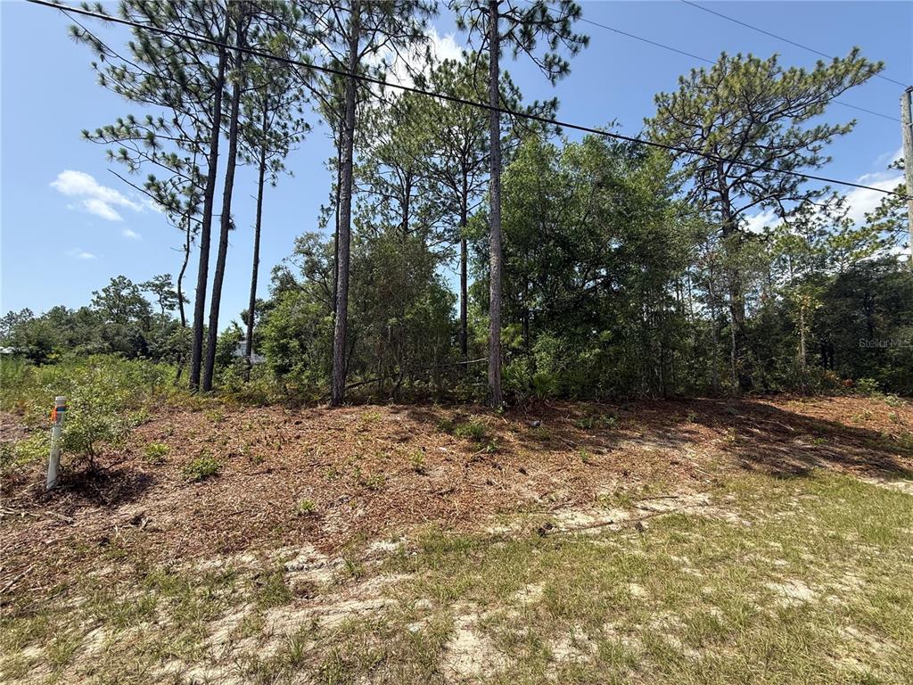 A vacant, wooded lot features sandy ground and tall pine trees under a blue sky — 7069 N SANTOS DRIVE, CITRUS SPRINGS, FL