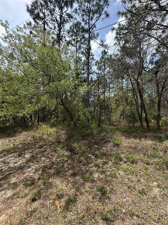 A wooded lot with sandy ground and scattered vegetation under a partly cloudy sky — 2 FRINGETREE COURT, HOMOSASSA, FL