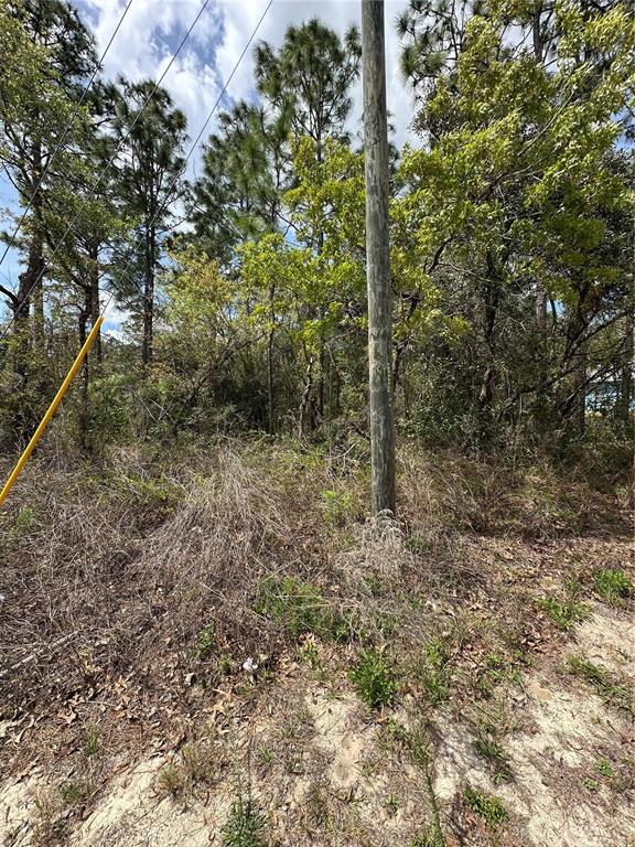 A utility pole stands in a wooded, undeveloped lot with sandy ground and dense vegetation — 2 FRINGETREE COURT, HOMOSASSA, FL