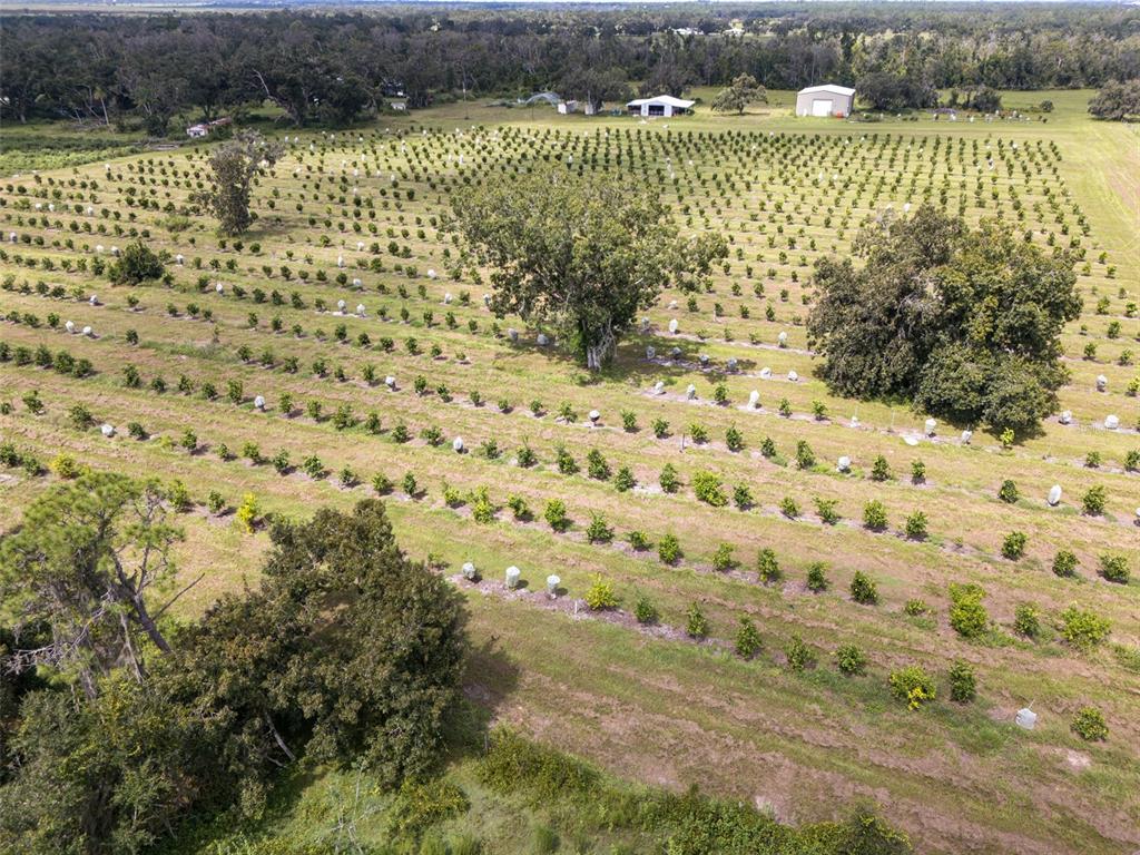 An aerial view shows rows of young citrus trees planted across a large, open field — 32715 SINGLETARY ROAD, MYAKKA CITY, FL