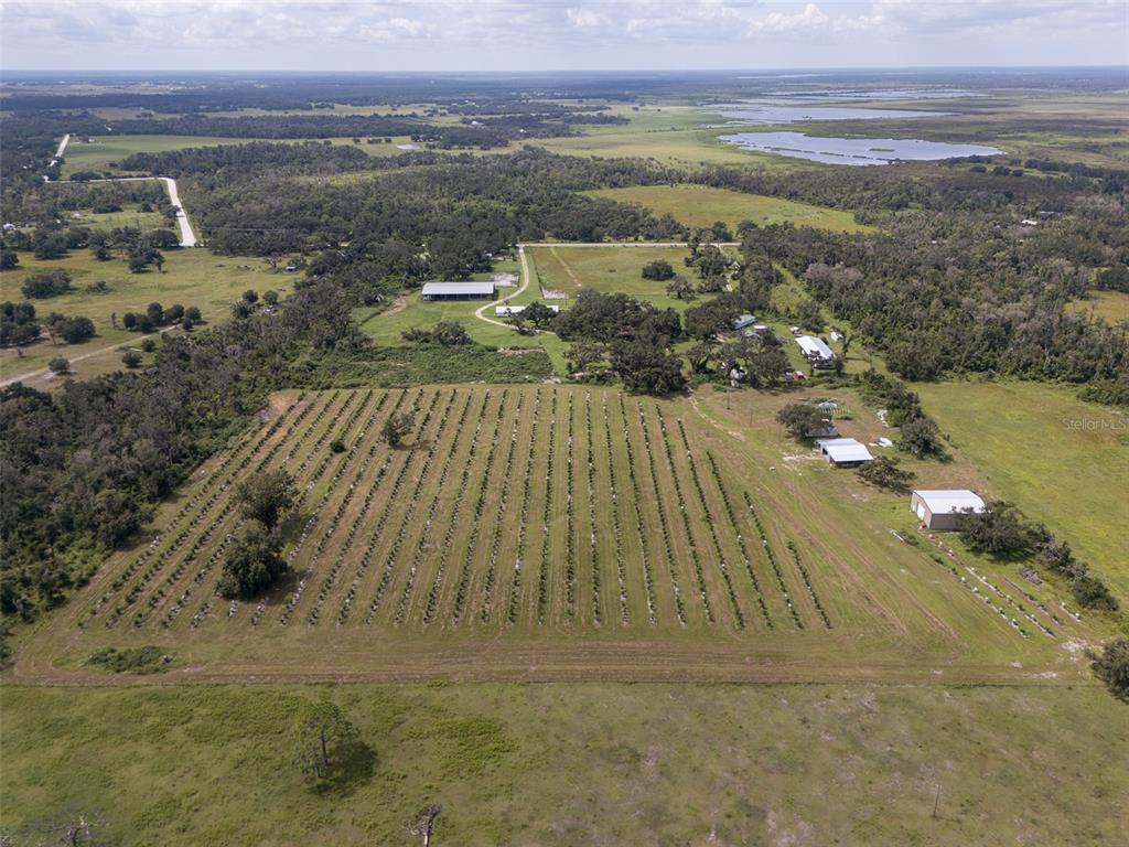 An aerial view shows a large rural property with a vineyard, several outbuildings, and surrounding woods — 32715 SINGLETARY ROAD, MYAKKA CITY, FL