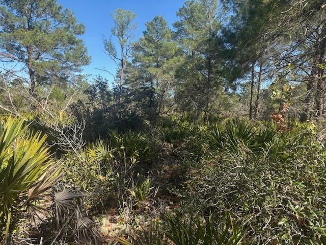 A wooded lot features pine trees, palmettos, and dense underbrush under a clear blue sky — 10681 Interlacher Drive, Sebring FL 33852, SEBRING, FL