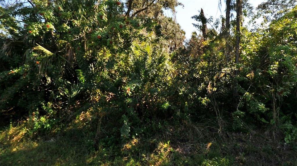 A dense thicket of trees and shrubs fills the frame in this outdoor view — TUCSON ROAD, NORTH PORT, FL