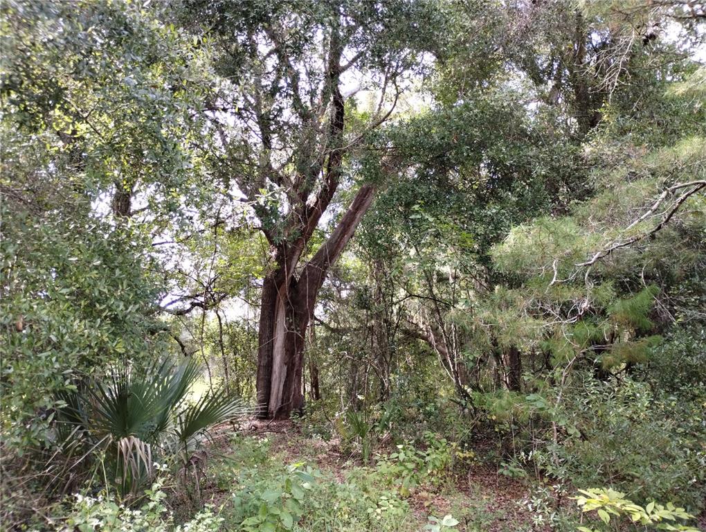 1826 SE 44TH PLACE, BUSHNELL, FL — photo 4 of 29