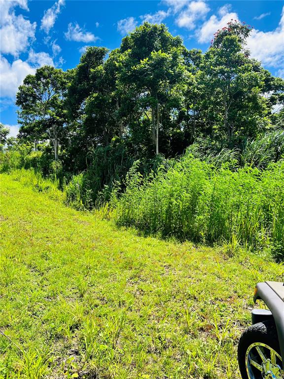 A grassy field leads to a dense line of trees under a blue sky — 857 CARRETERA, CAROLINA, PR