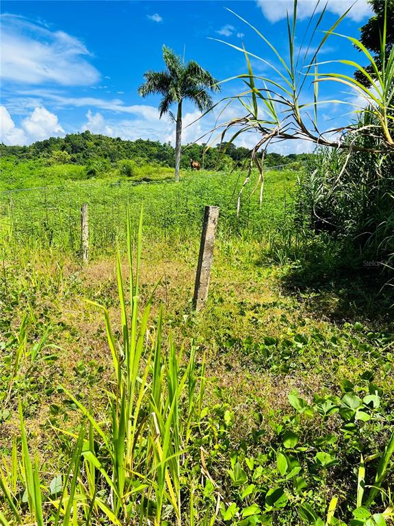 A grassy field with a single palm tree and a fence post under a blue sky — 857 CARRETERA, CAROLINA, PR