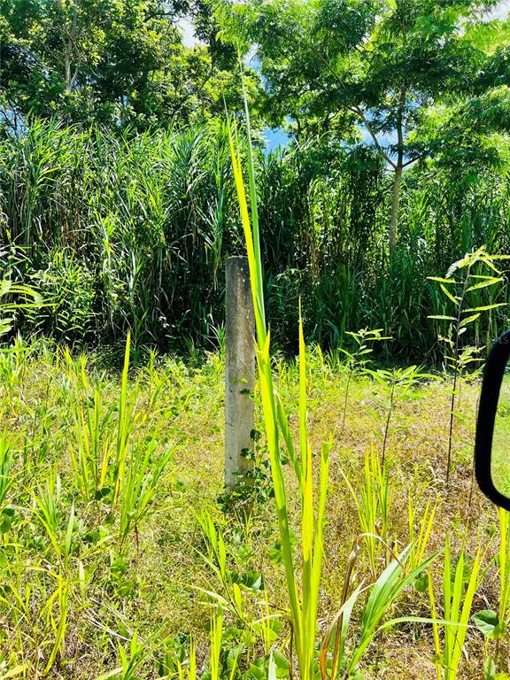 A concrete post stands in a grassy field bordered by dense trees and tall vegetation — 857 CARRETERA, CAROLINA, PR