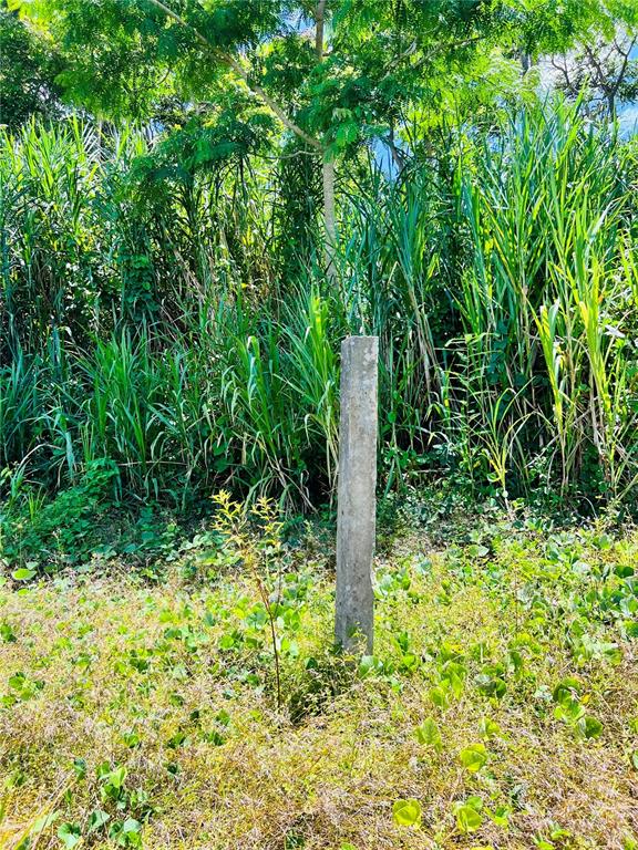 A concrete post stands in a grassy field in front of dense green vegetation — 857 CARRETERA, CAROLINA, PR