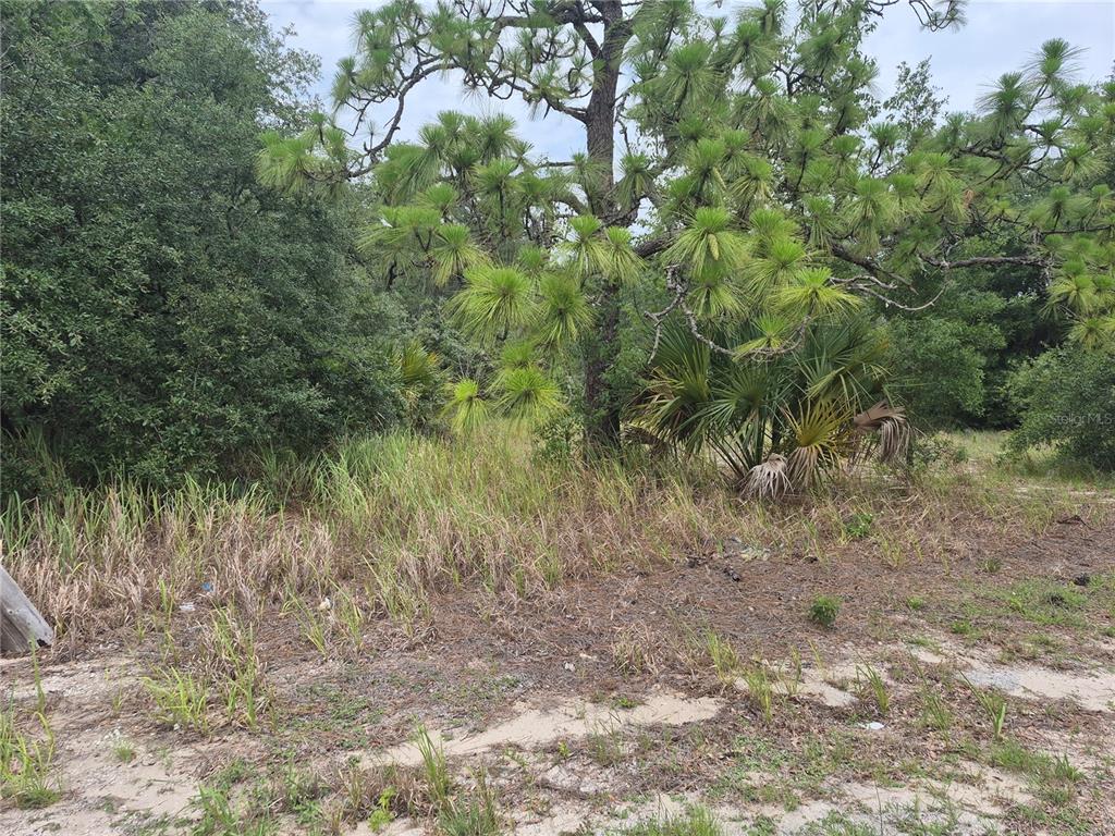 A wooded lot features tall pine trees, palmettos, and patches of dry grass and sand — 1626 S US 301, SUMTERVILLE, FL