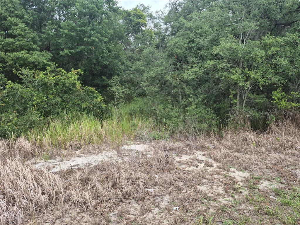 A sandy clearing leads into a dense, wooded area with tall grasses and trees — 1626 S US 301, SUMTERVILLE, FL