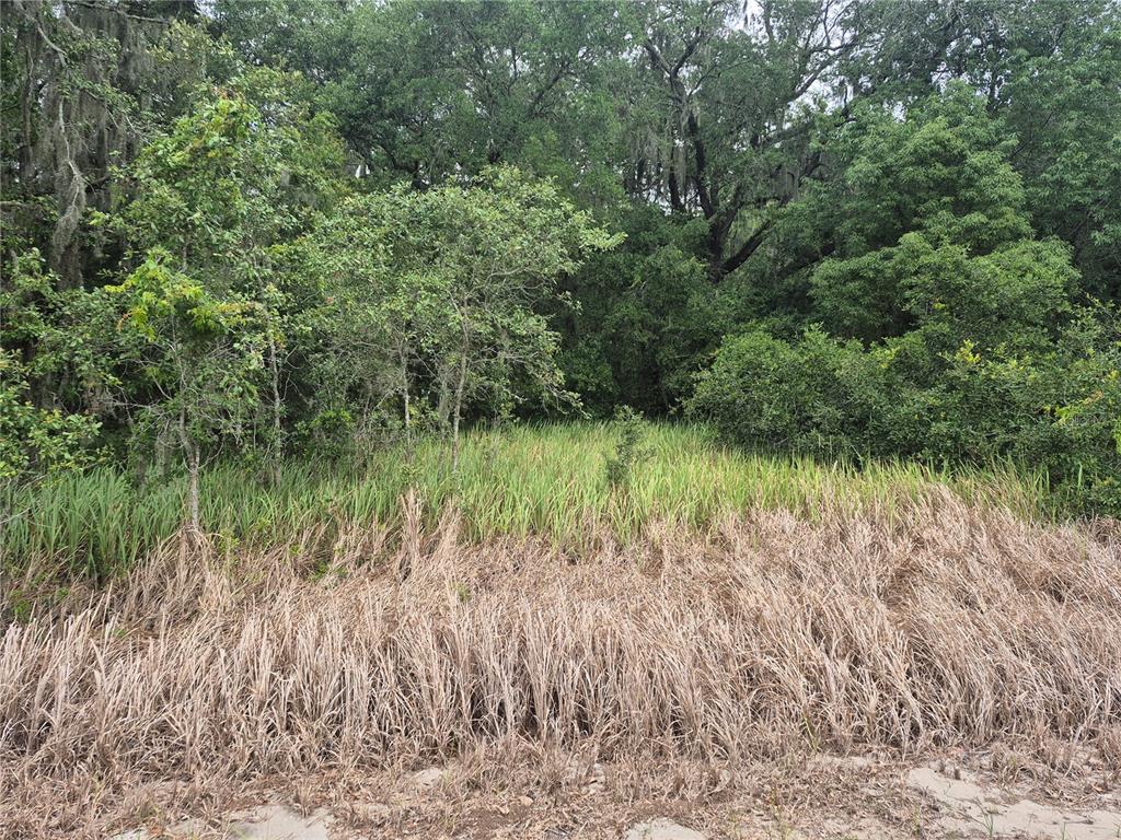 A grassy, overgrown lot transitions into a dense forest of trees and shrubs — 1626 S US 301, SUMTERVILLE, FL