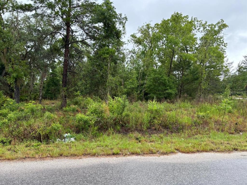 A view of a wooded, undeveloped lot from the edge of a paved road — 1 MALAUKA RADIAL DRIVE, OCKLAWAHA, FL
