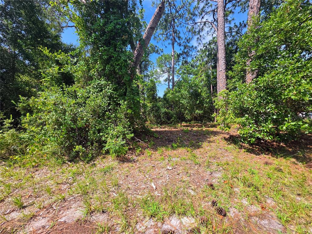 A wooded, undeveloped lot with pine trees and dense undergrowth under a blue sky — 1255 MYRA COURT, DELTONA, FL