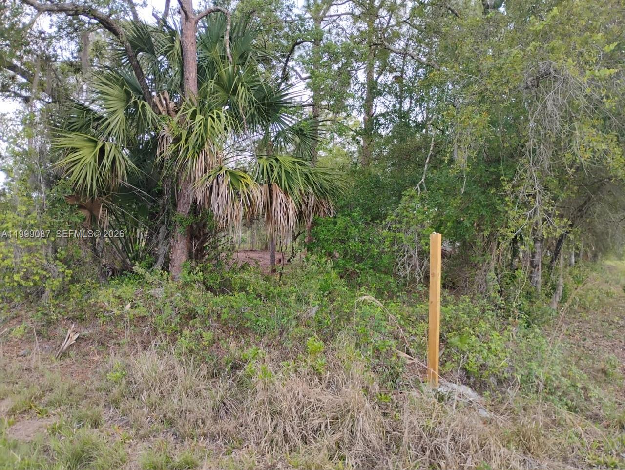 A wooden survey stake stands in a grassy, wooded lot with a large palm tree — 845 Appaloosa Avenue, Clewiston FL 33440, CLEWISTON, FL