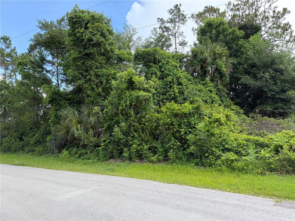 A dense, overgrown wooded lot sits adjacent to an asphalt road — 50 WOODBURY DRIVE, PALM COAST, FL