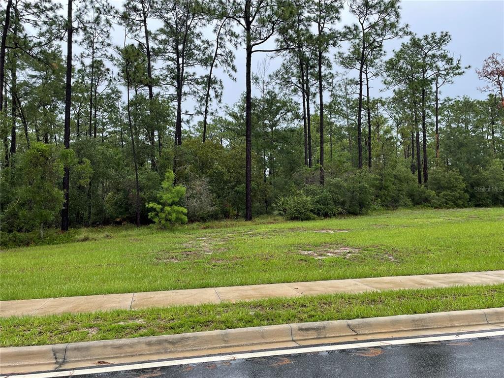 A vacant, grassy residential lot is bordered by a dense line of tall pine trees — VIRGINIA (PAPER) AVENUE, DELTONA, FL
