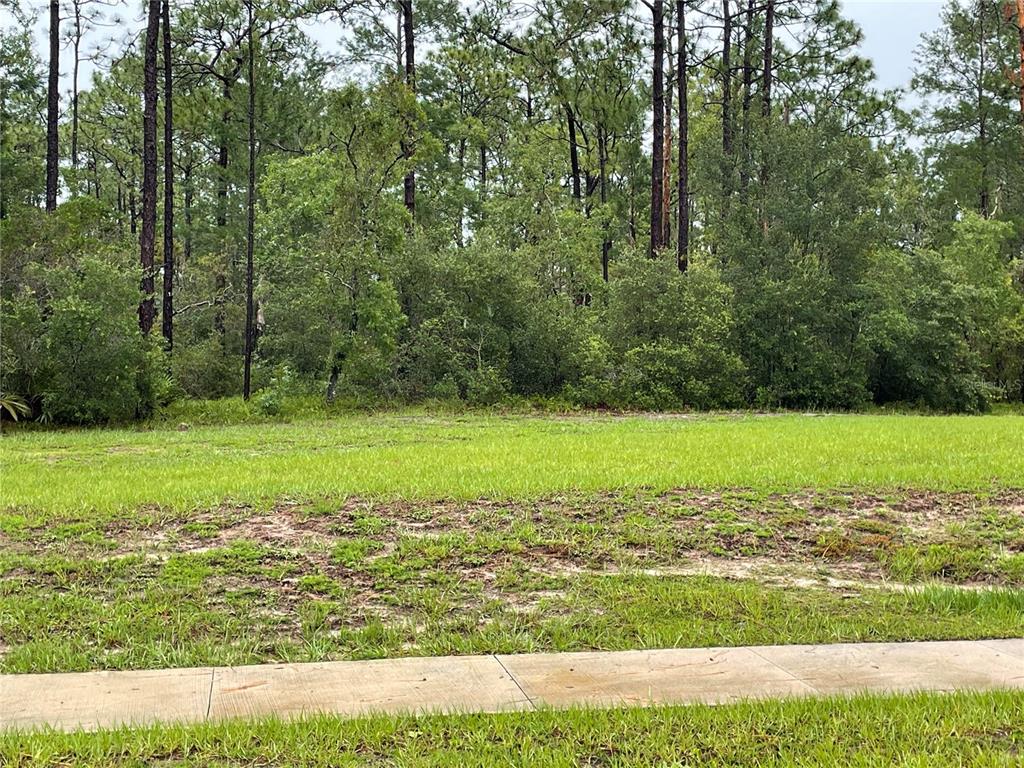 A vacant, grassy residential lot is bordered by a dense forest of tall pine trees — VIRGINIA (PAPER) AVENUE, DELTONA, FL