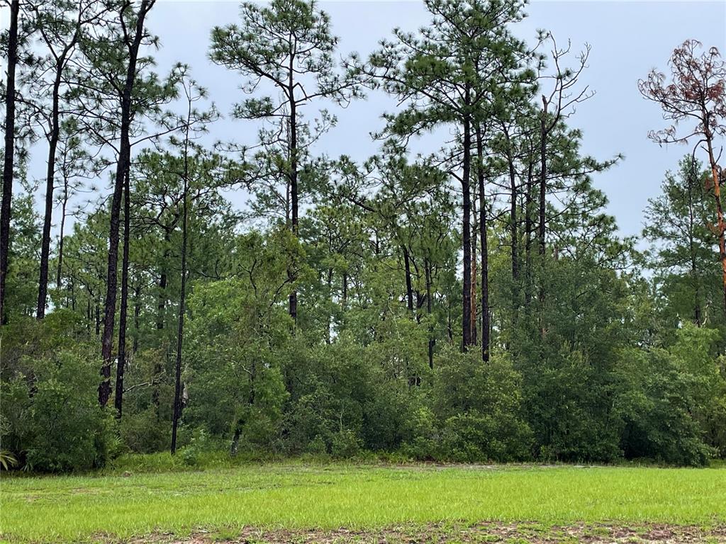 A grassy field sits in front of a dense forest of tall pine trees — VIRGINIA (PAPER) AVENUE, DELTONA, FL